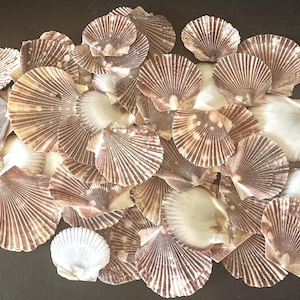 May include: A collection of numerous scallop shells featuring a fan-shaped design with radiating ridges. The shells display a mix of white and brown color patterns, with some showing solid white interiors and others showing brown striped exteriors.