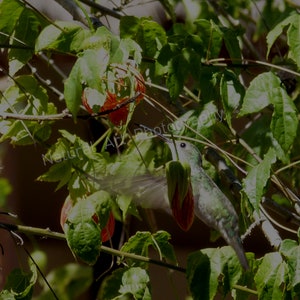 Limited Edition Photograph-Nature Art-Beautiful Hummingbird in Flight
