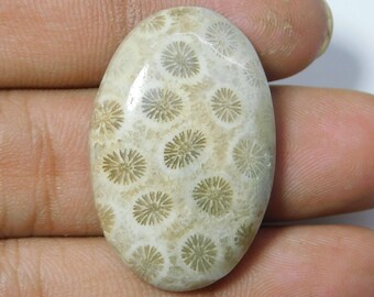 36x22x6 Yellow Fossil Coral Semi-Precious Gemstone Hand Cut Pear Shape 34.5 Ct Fossil Coral Flat Back Cabochon For Decoration & Jewelry 36x22x6 Yellow Fossil Coral Semi-Precious Gemstone Hand Cut Pear Shape 34.5 Ct Fossil Coral Flat Back Cabochon For Decoration & Jewelry