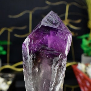 Amethyst Dragon Tooth 7.5&quot; Stem Root Bahia - Grade B