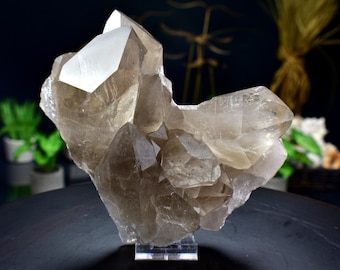 Smoky Quartz 4.5lbs Large Termination Point Cluster Specimen