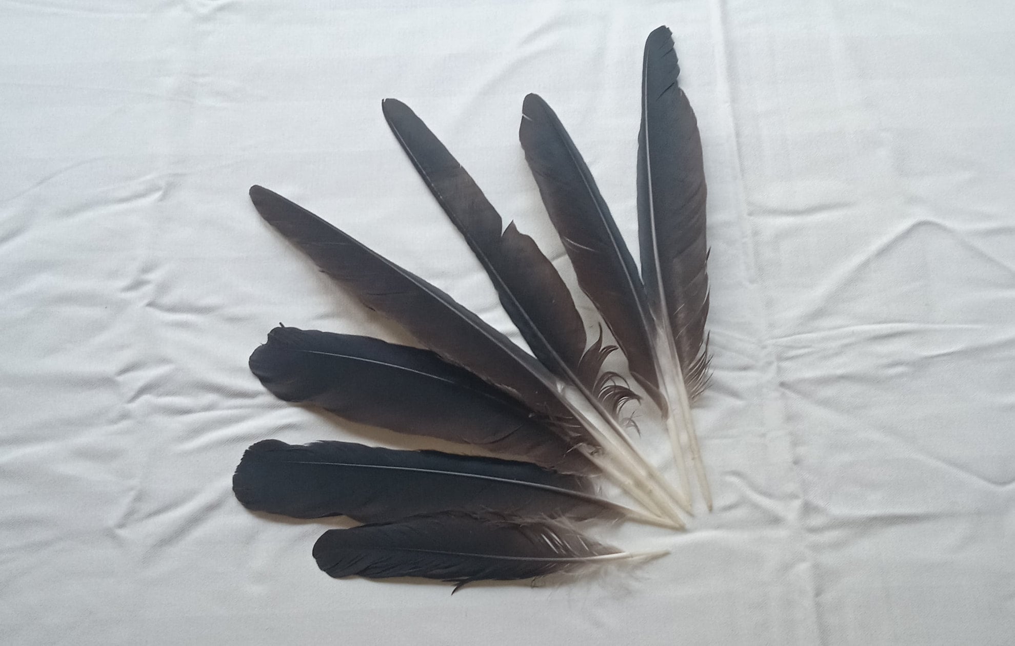 Long Blackgray Crowraven Feathers Etsy