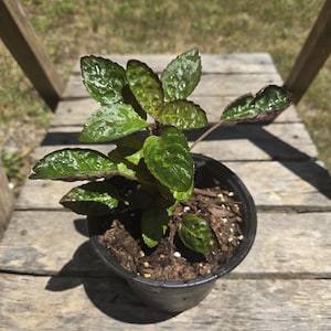 Planta Waffle – Maceta de 10 cm / Planta de interior de follaje morado / Fácil de cuidar y llamativa