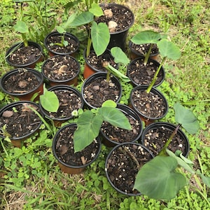 1 rooted Colocasia Esculenta Elephant Ear
