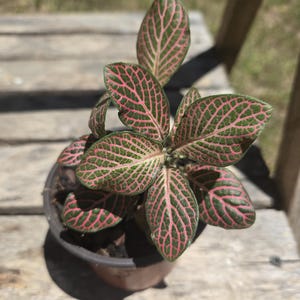 Nerve Plant (Fittonia) – 4” Pot | Vibrant Veined Foliage | Low-Light Friendly Houseplant