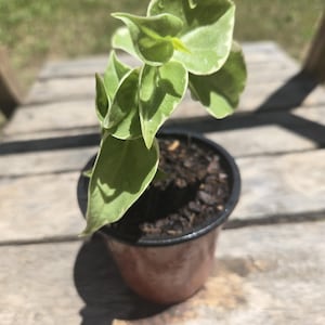 Vining Peperomia – 4” Pot | Trailing Indoor Plant | Low-Maintenance & Pet Friendly
