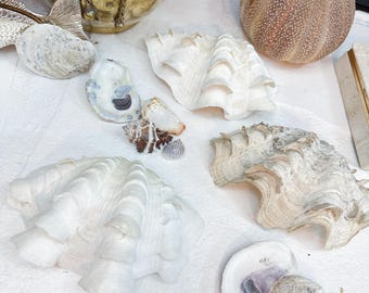 5” Fluted Scaly Squamosa Tridacna Giant Clam Natural Shell Decorative Accent | Home Decor, GrandMillennial Style | Coastal Decor