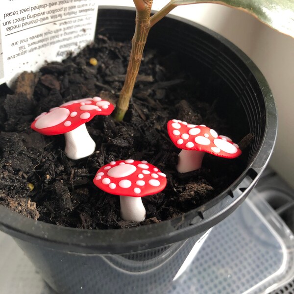 Terrarium Decor Etsy Australia