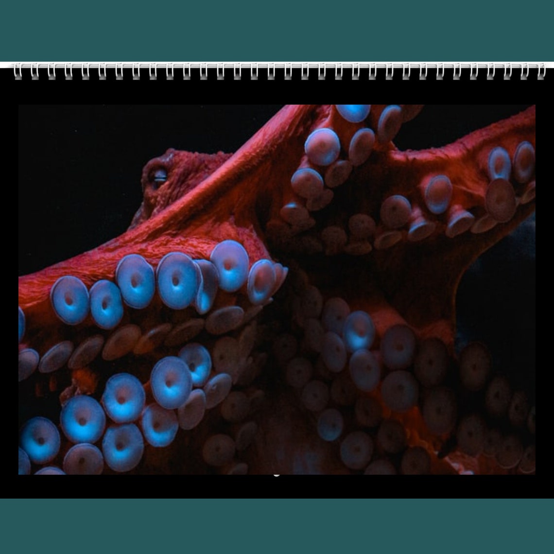 Sea Life Calendar 2024 Gift Idea for Sea Life Lovers Ocean Sea Life