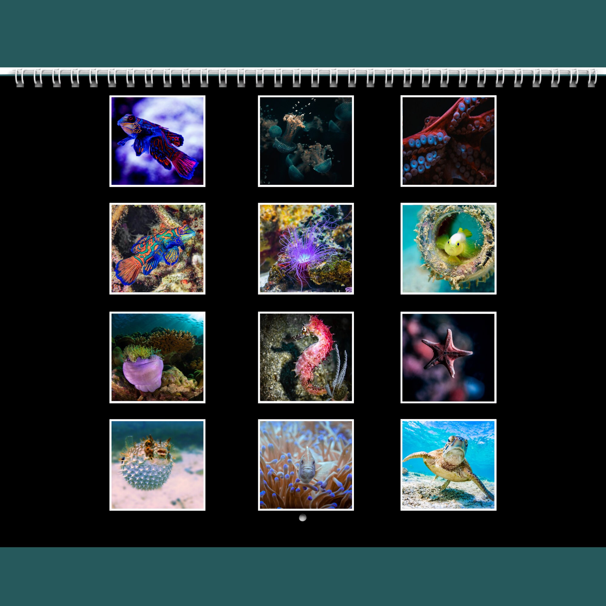 Sea Life Calendar 2024 Gift Idea for Sea Life Lovers Ocean Sea Life