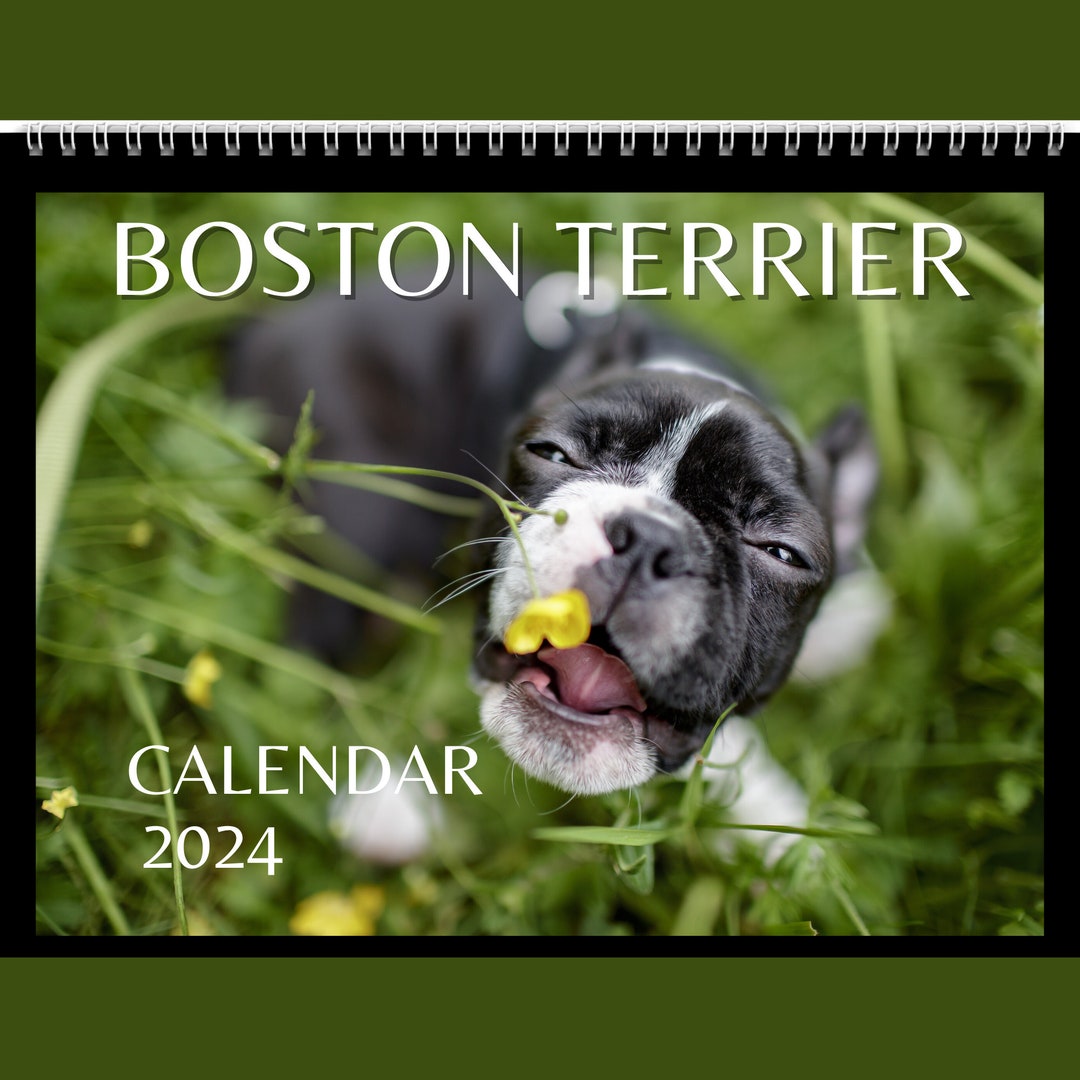 Boston Terrier Calendar 2024 Gift Idea for Boston Terrier Lovers Boston