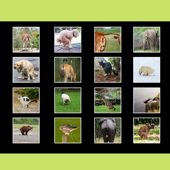 Pooping Animals Calendar 2023 Gift Idea for Pooping Animals - Etsy Pooping Animals Calendar 2023 Gift Idea for Pooping Animals - Etsy