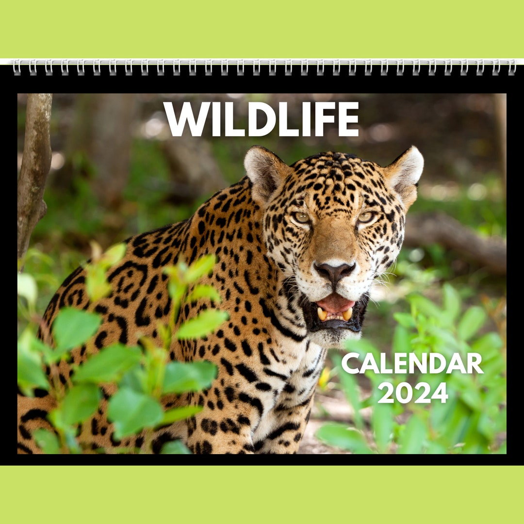 Wildlife Calendar 2024 Gift Idea for Wildlife Lovers Wild Animal Wall