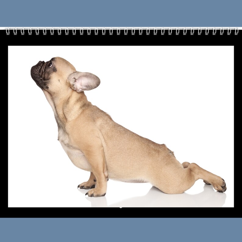 Animal Yoga Calendar 2023 Gift Idea for Animal Yoga Lovers Etsy