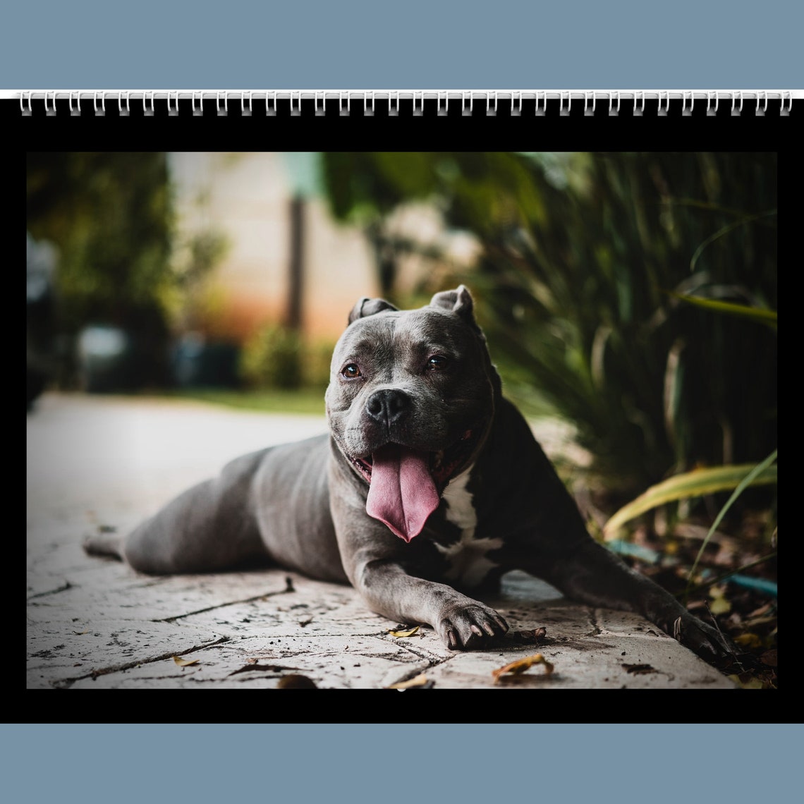 Pitbull Academic Calendar 20222023 Gift Idea for Pitbull Etsy UK