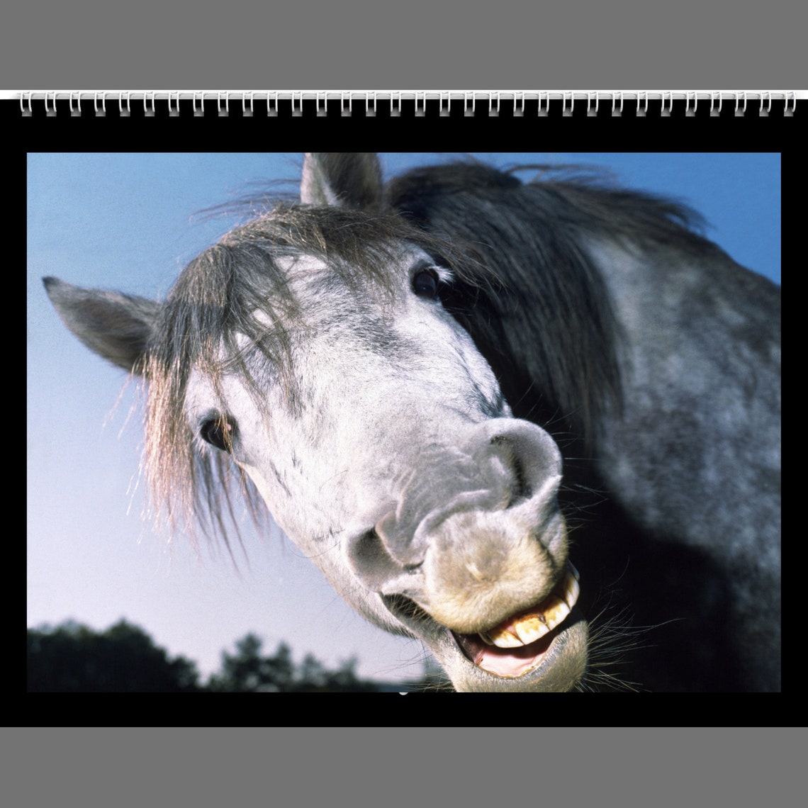 Horse Calendar 2023 Gift Idea for Horse Lovers Wall Calendar - Etsy