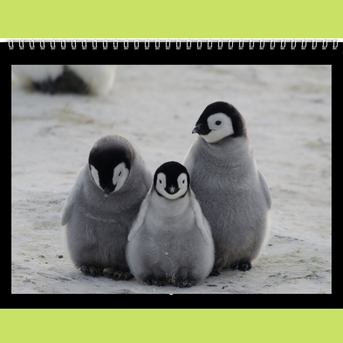 Pinguin Kalender 2022-2023 Geschenkidee für Pinguin Liebhaber - Etsy Schweiz