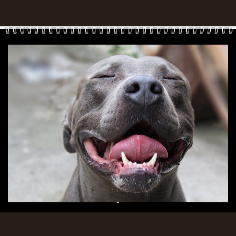 Pitbull Calendar 2024 Gift Idea for Pitbull Lovers Pittie Mom Dad Wall