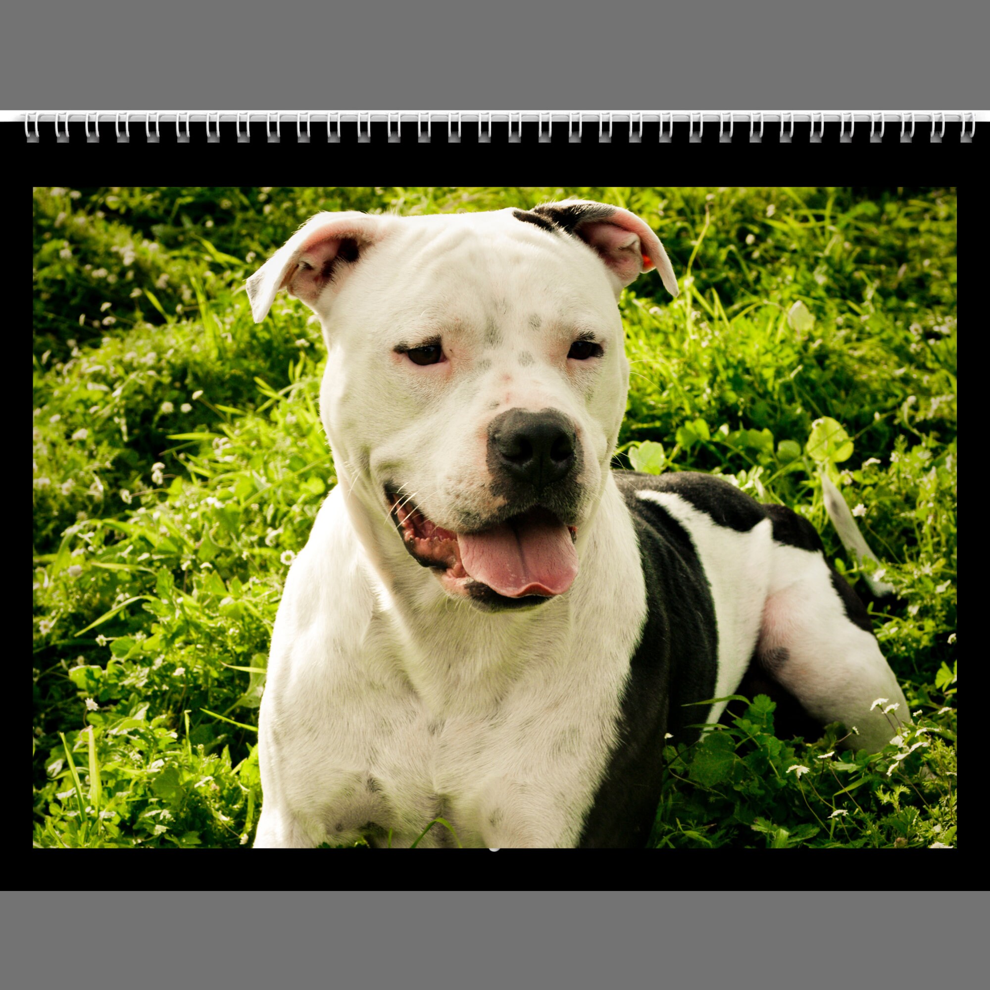 Pitbull Calendar 2024 Gift Idea for Pitbull Lovers Wall Calendar