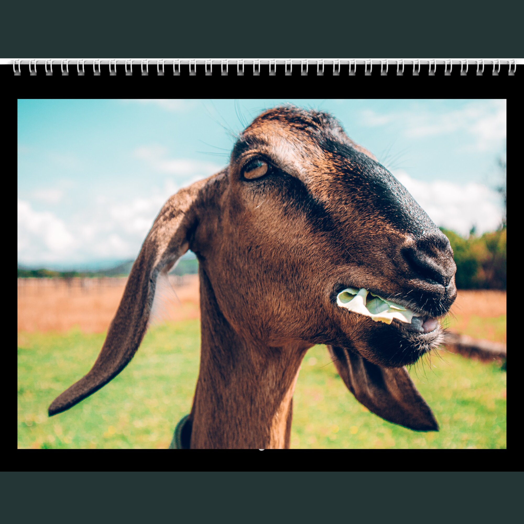 Goat Calendar 2024 Gift Idea for Goat Lovers Goats Wall Calendar