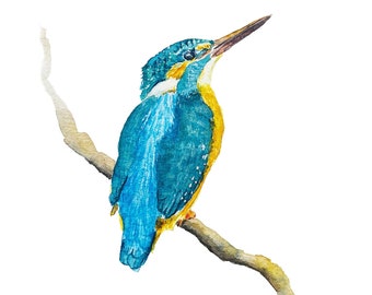 Kingfisher Giclee Print of Original Watercolor Artwork