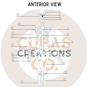 Anterior and Posterior View Skeletal System