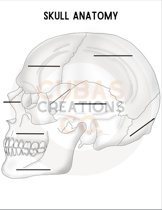 Skull Anatomy Worksheet | Etsy