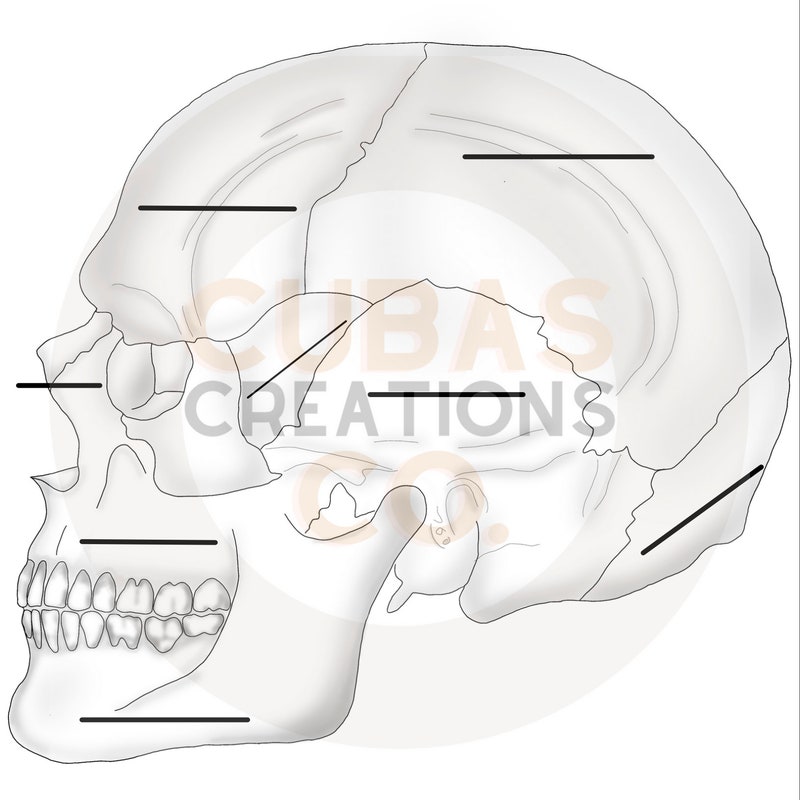 Skull Anatomy - Etsy