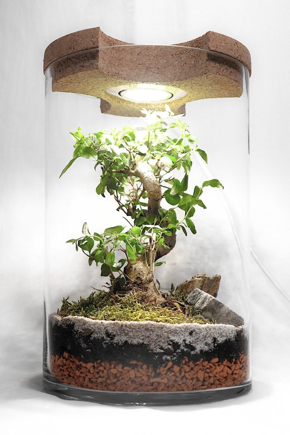 Syndicaat Probleem bron Lamp Bottle Garden Lamp Terrarium Floor Lamp Table Lamp - Etsy
