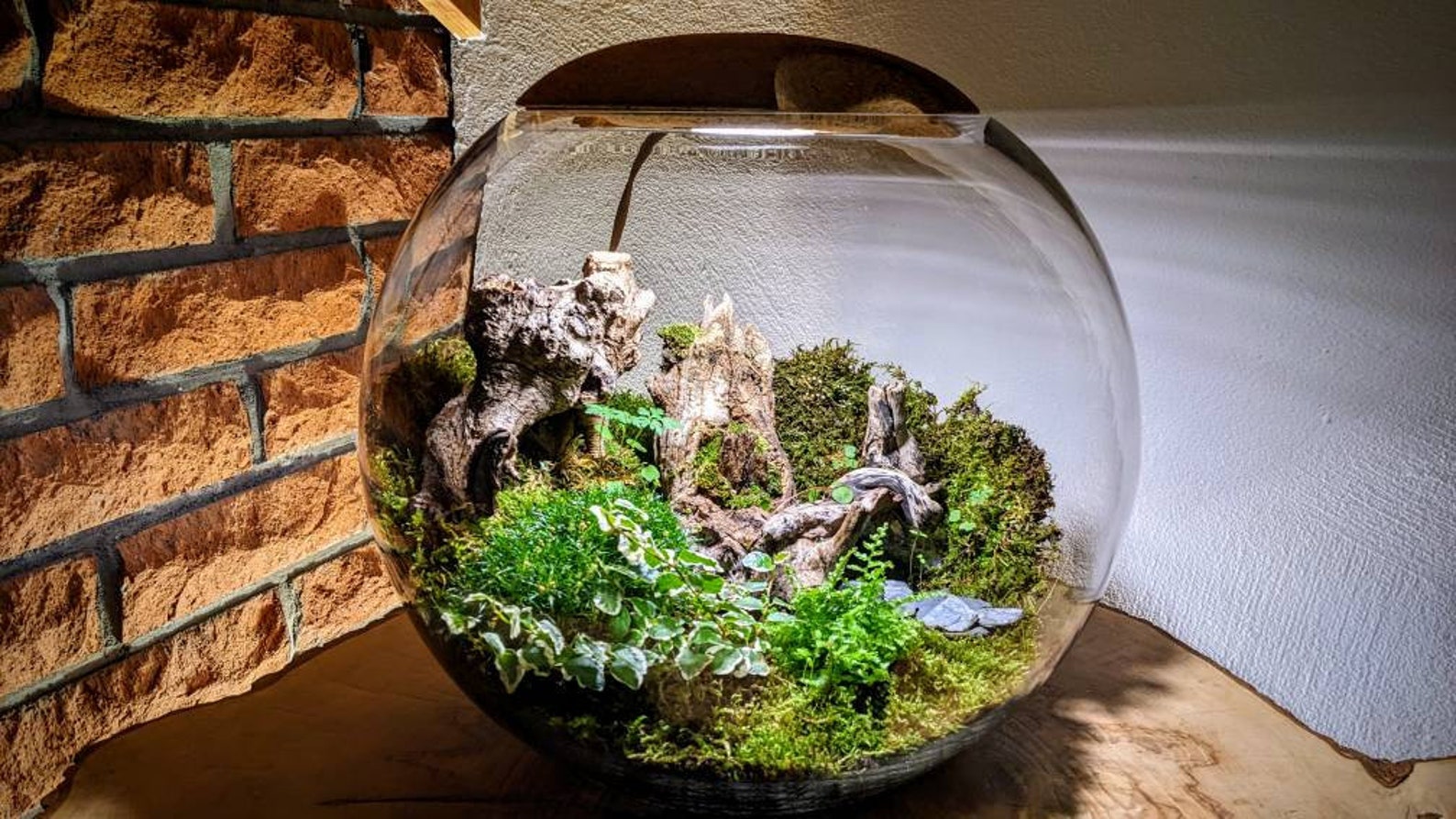 Dome Bonsai Flaschengarten Im Glas ↕30cm / ⌀30C Produktbild-Vorschau 1