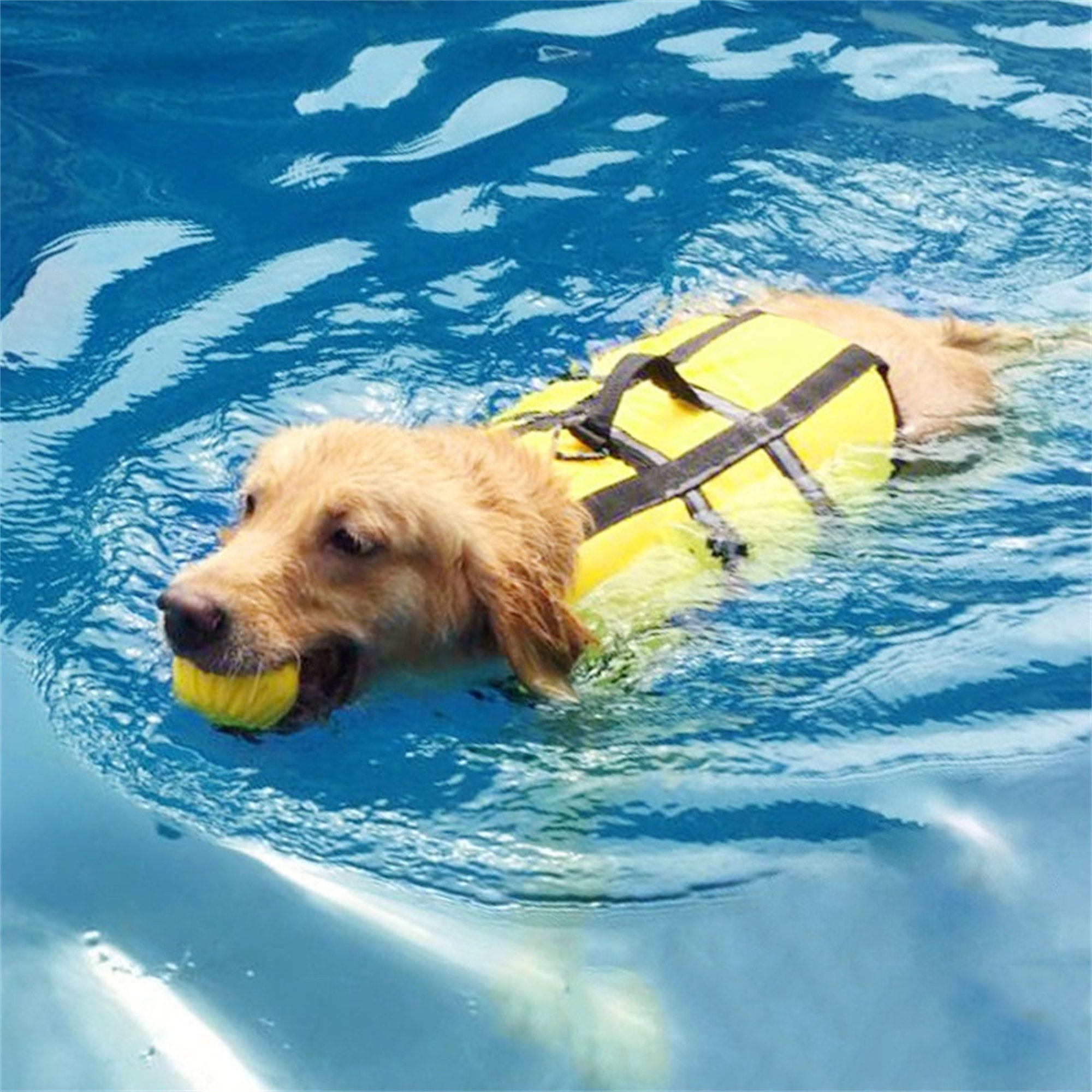 Can Little Dogs Swim