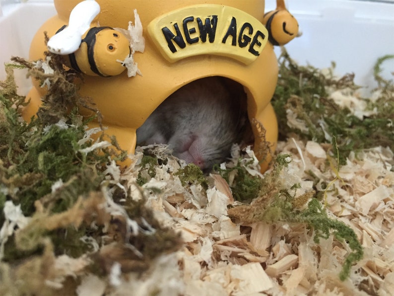 Hamster Cage Decoration Dry Moss for Small Pets Natural Moss Etsy