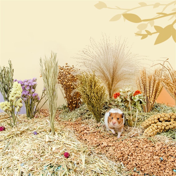 Hamster cage decorations cheap