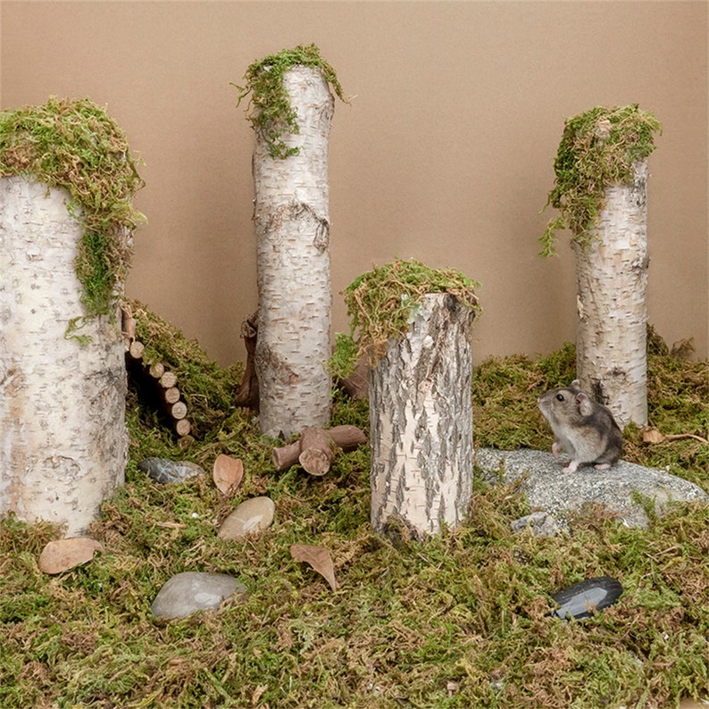 Hamster Cage Decoration Dry Moss for Small Pets Natural Moss Etsy