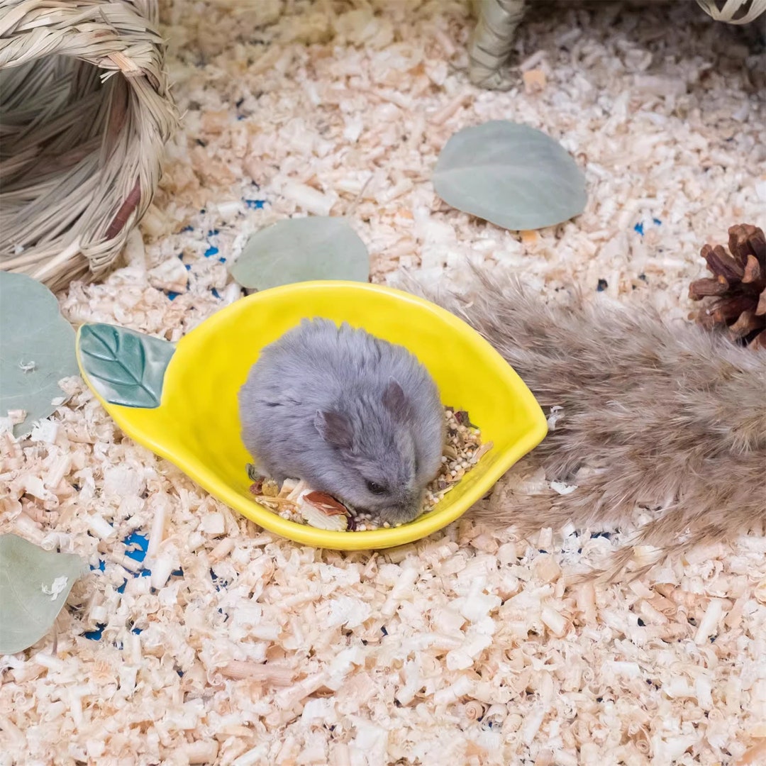 Fruit Pet Food Bowl for Small Birds,mice,rats,sugar Gliders and Hamsters Hamster Kawaii Food