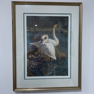 Framed and triple matted and rare Carl Brenders limited edition Trumpeter Swans print Framed and triple matted and rare Carl Brenders limited edition Trumpeter Swans print