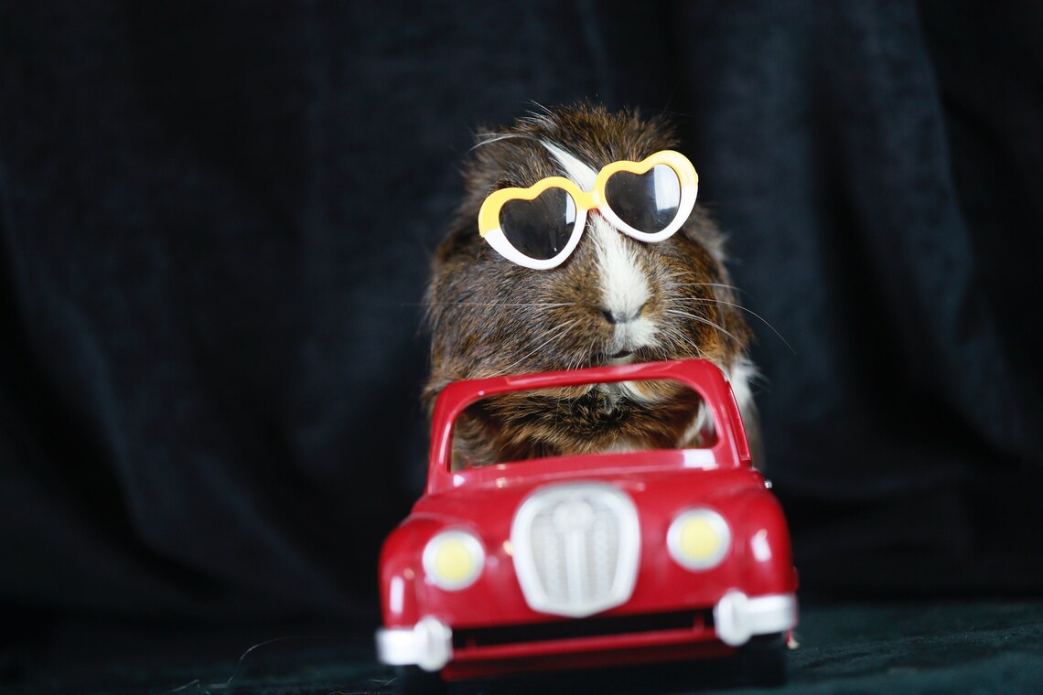 Guinea Pig Cavy Driving Red Car with Sun Glasses black Etsy