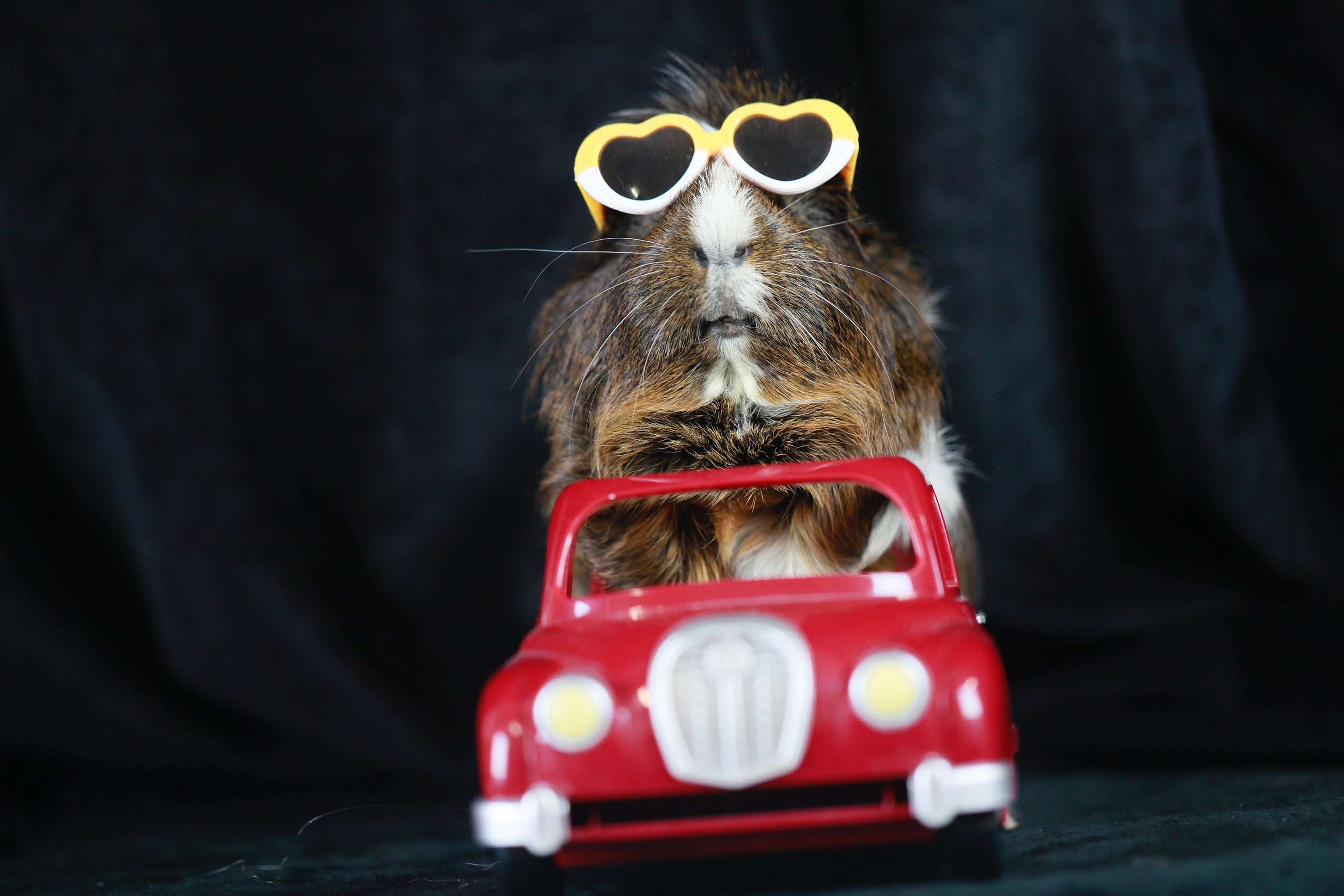 Guinea Pig Cavy driving big red car horizontal Etsy