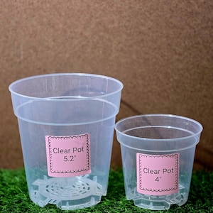 May include: Two clear plastic plant pots with pink labels that read "Clear Pot" and the sizes 5.2" and 4". The pots are sitting on a bed of green artificial grass. The background is a brown surface.