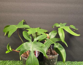 cat eye dazzle plant Amazing plants Cat's eye dazzle  Haiyiplants