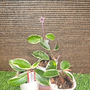 Hoya Amore - Etsy