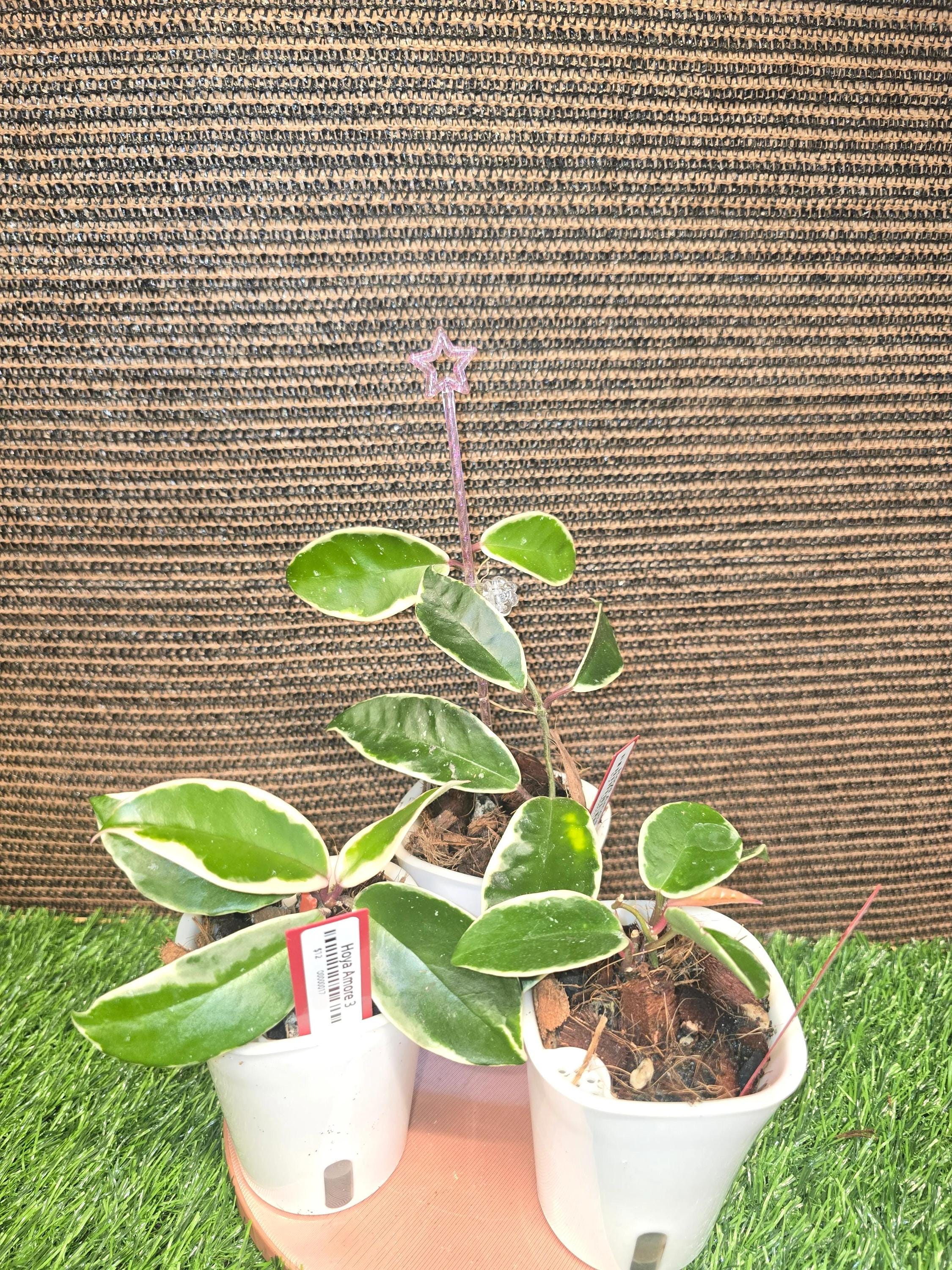 その他観葉植物 Hoya Carnosa 'Amore' Hoya carnosa 'Amore' - Gabriella Plants