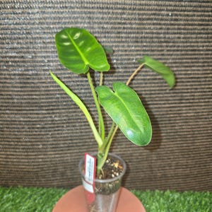 plants are purple dm Comfort Mousse: Unscented