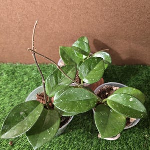 May include: Three small potted Hoya plants with dark green, speckled leaves. The plants are in clear plastic pots, set against a backdrop of artificial green grass and a brown background. The leaves have a heart shape.