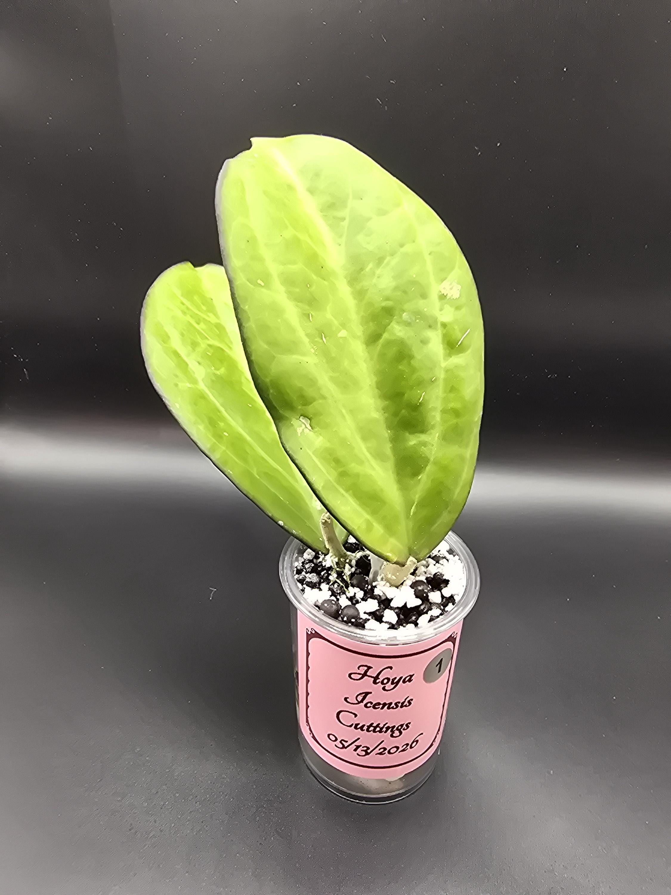 Hoya Manipurensis Variegated - Etsy