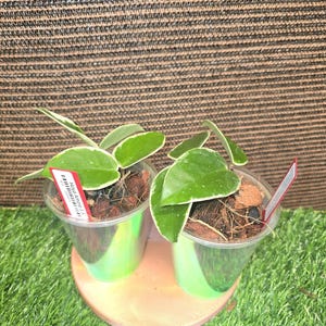 Hoya Amore - Etsy