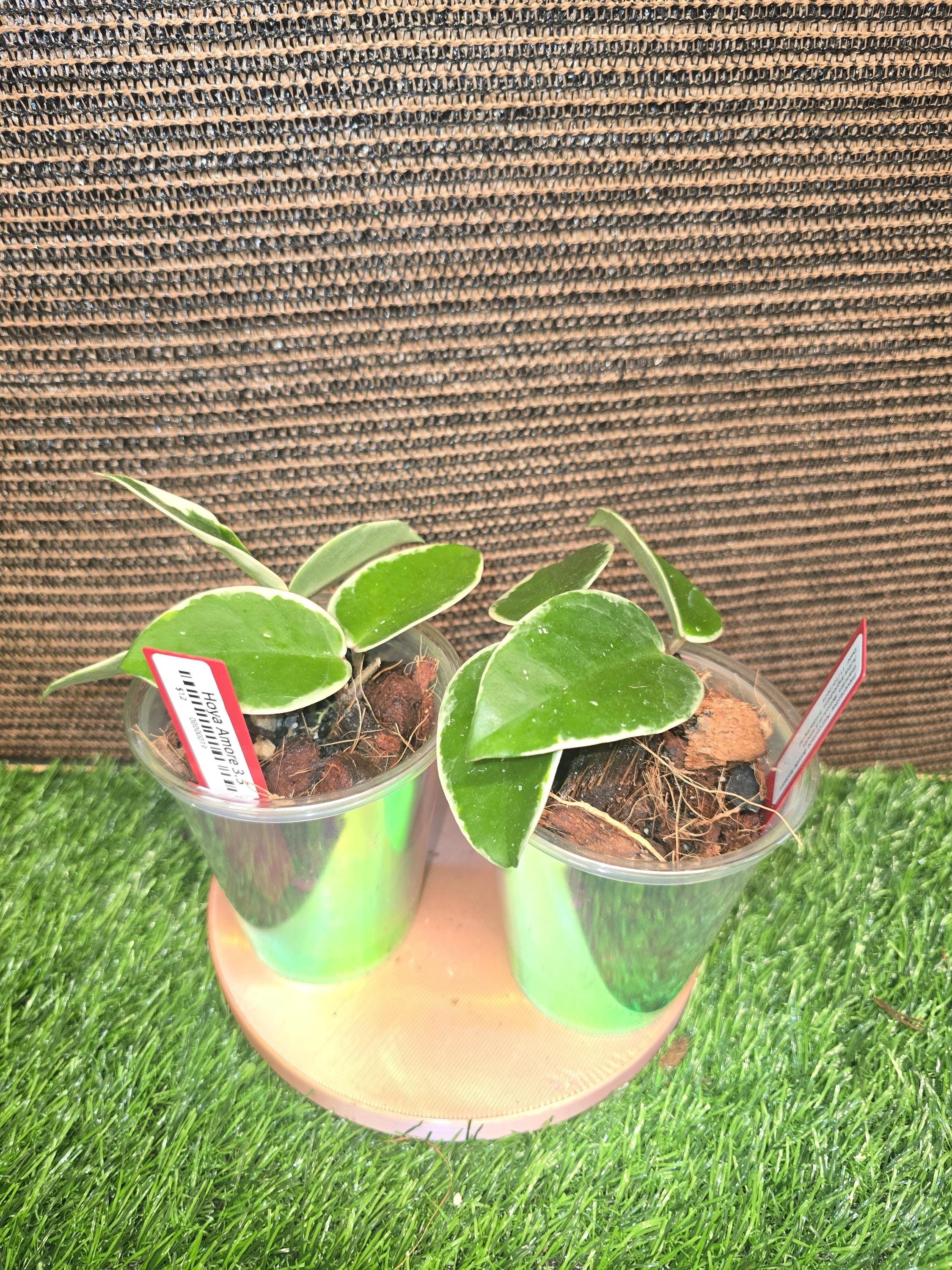 その他観葉植物 Hoya Carnosa 'Amore' Hoya carnosa variegated 'Amore' - Gabriella Plants