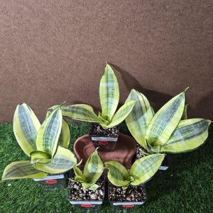 Sansevieria Twister - Etsy