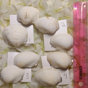 Barrettes à coquillages (taille grande)