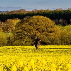 Rapeseed Field Tree Print. Framed And Mounted Limited Edition, Wall Art, Fine Print, A3 In Size.  Tree In Field